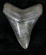 Juvenile Megalodon Tooth - Georgia #20546-1